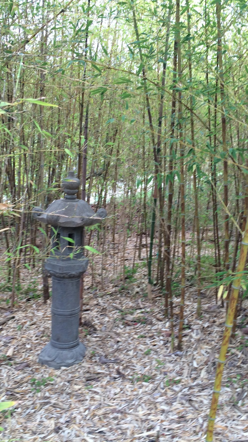 Grove Bamboos