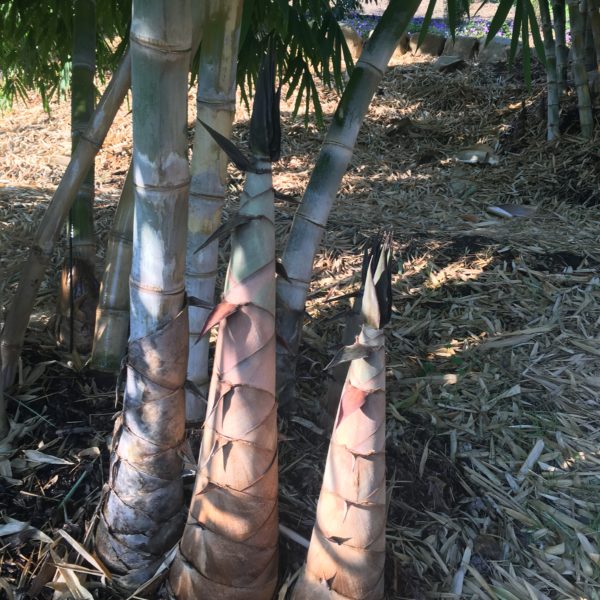 Dendrocalamus asper- Giant Burmese Timber