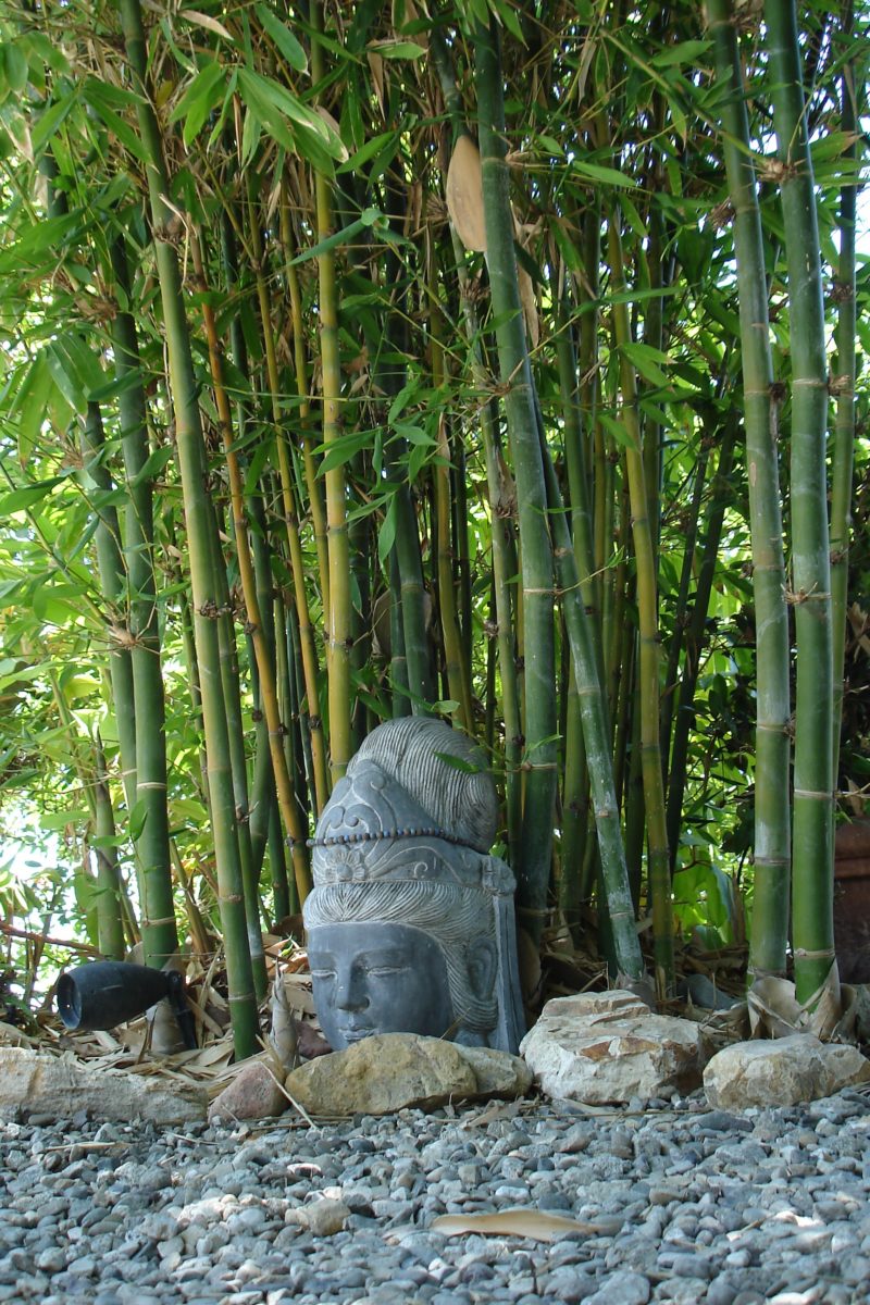 About Bamboo – Ocean View Bamboo