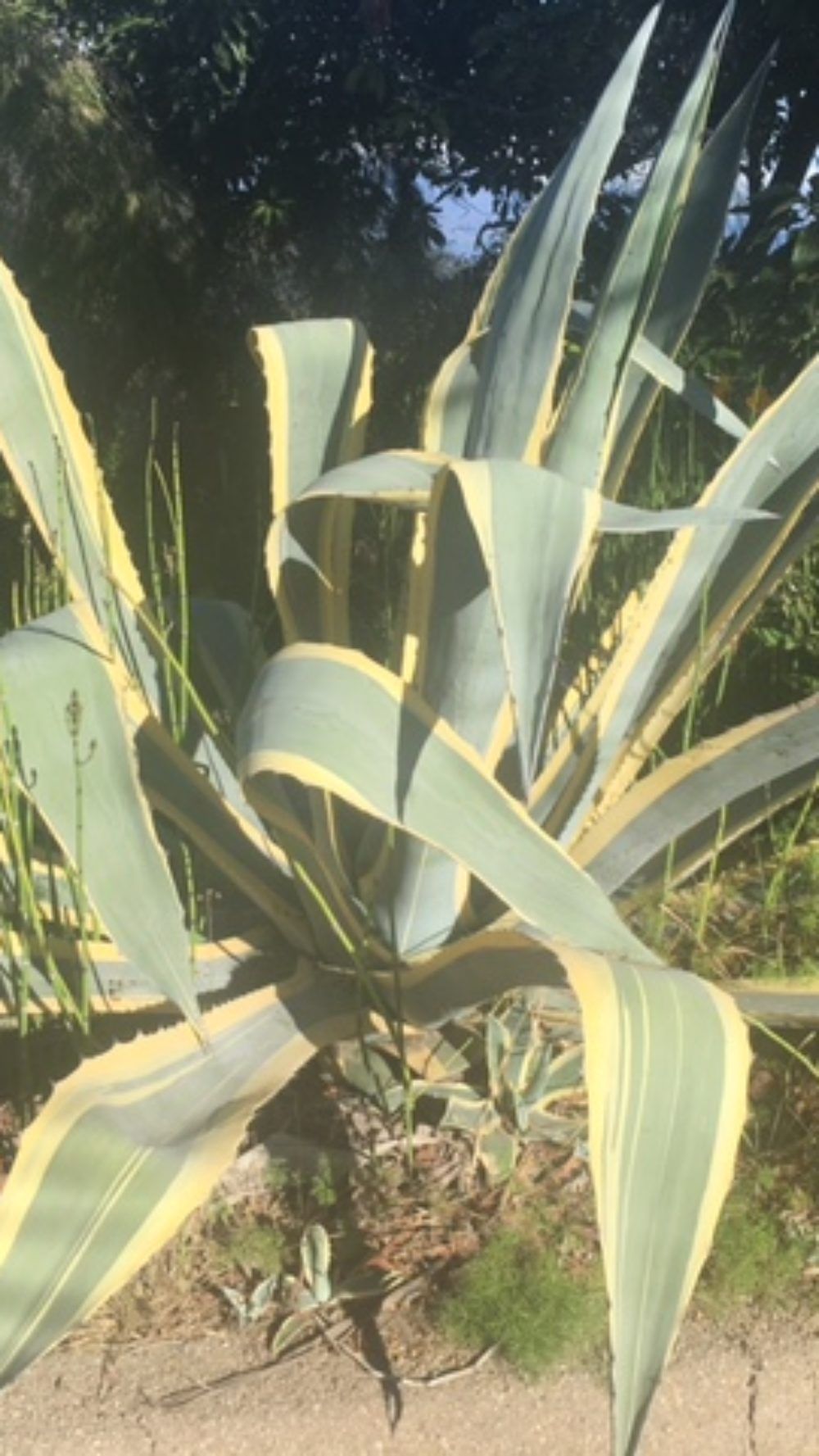 agave pic