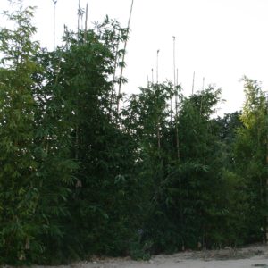 Bambusa oldhamii- Giant Timber Bamboo