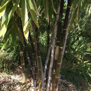 Bambusa lako- Timor Black Bamboo