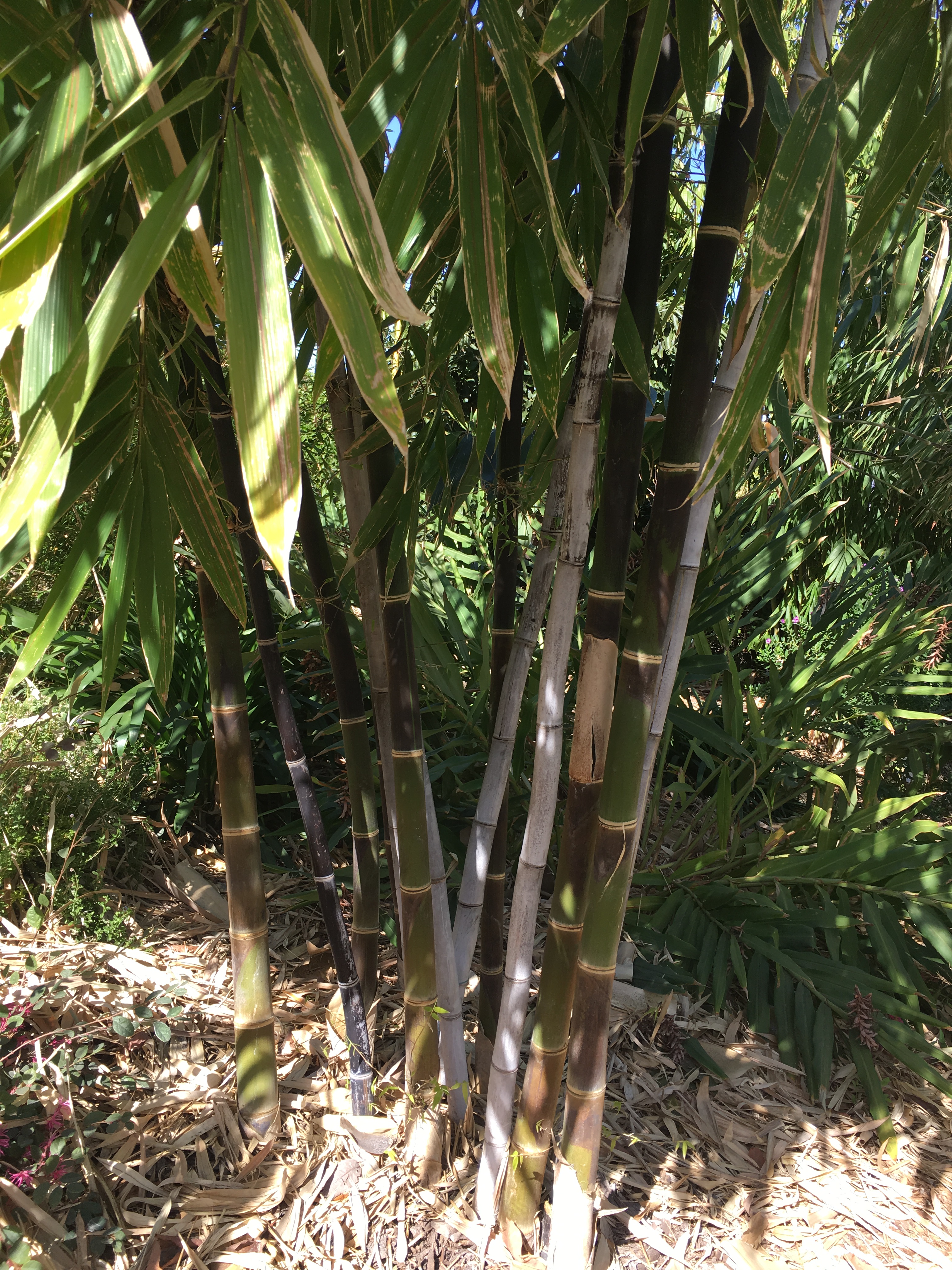  Gigantochloa atroviolacea  Tropical Black Ocean View Bamboo