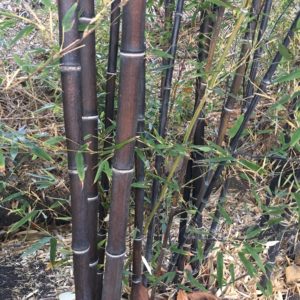 Phyllostachys nigra ‘Daikokuchiku’-Giant Black Bamboo