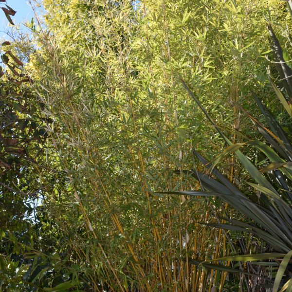 Bambusa multiplex ‘Alphonse Karr’-Alphonse Karr Bamboo