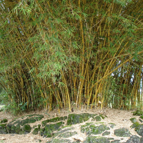 Bambusa vulgaris ‘Vittata’- Golden Hawaiian Bamboo